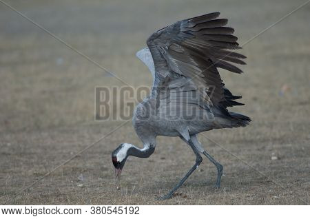 Common crane Grus grus without part of one leg eating one corn grain. Gallocanta Lagoon Natural Reserve. Aragon. Spain.