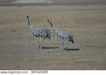 Common cranes Grus grus. Gallocanta Lagoon Natural Reserve. Aragon. Spain.