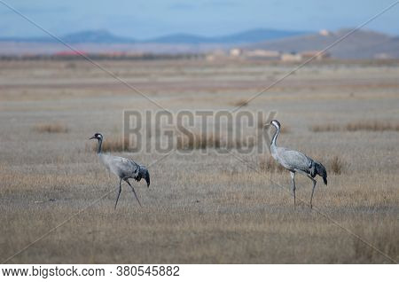Common cranes Grus grus. Gallocanta Lagoon Natural Reserve. Aragon. Spain.
