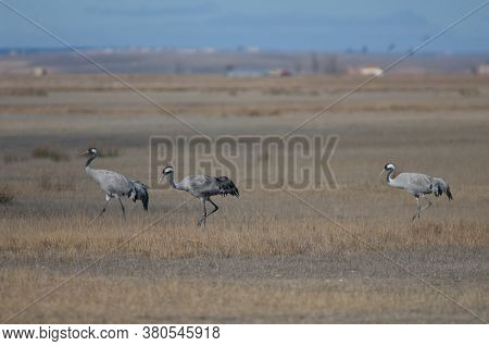 Common cranes Grus grus. Gallocanta Lagoon Natural Reserve. Aragon. Spain.