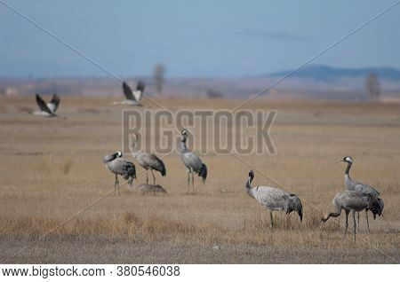 Common cranes Grus grus. Gallocanta Lagoon Natural Reserve. Aragon. Spain.