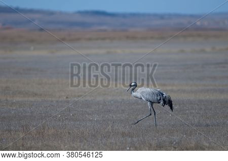 Common crane Grus grus. Gallocanta Lagoon Natural Reserve. Aragon. Spain.