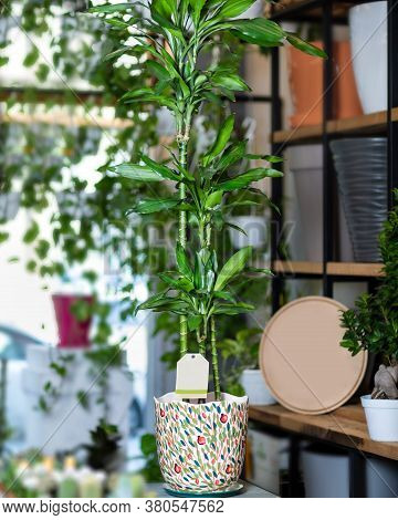 Dracaena Fragrans Massangeana In Hand Painted Pot