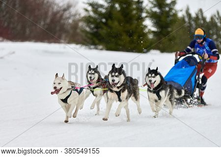 Husky Sled Dog Racing. Winter Dog Sport Sled Team Competition. Siberian Husky Dogs Pull Sled With Mu