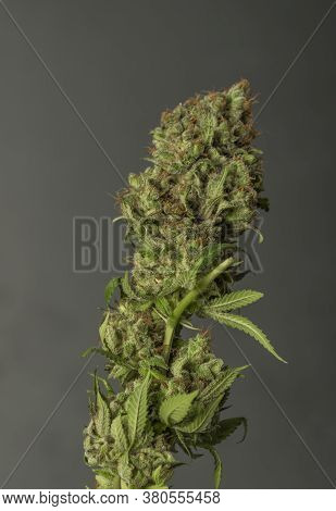 Strawberry Akeil Variety Of Marijuana Flower With Gray Background