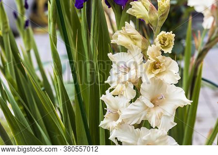 Close Up View Of сreamy White  Gladiolus Flower Isolated On Backgrounds. Beautiful Backgrounds.