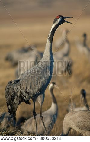 Common crane Grus grus calling. Gallocanta Lagoon Natural Reserve. Aragon. Spain.