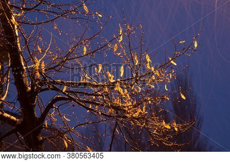 Tree in the rain illuminated by the light of a street lamp. Sabinanigo. Huesca. Aragon. Spain.