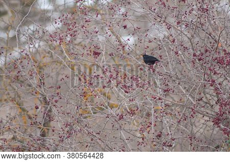 Male common blackbird Turdus merula between wild berries of a shrub. Sabinanigo Alto. Huesca. Aragon. Spain.
