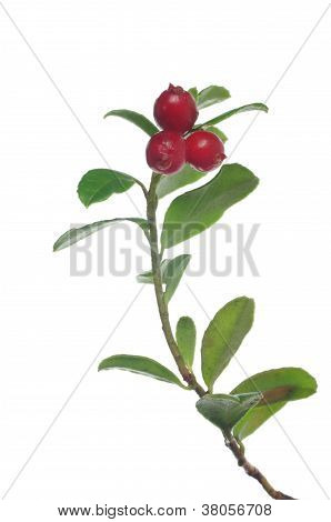 Mirtillo rosso
