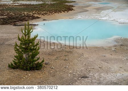 Small Lodgepole Pine Tree Grows Among The Steaming Geysers And Hot Spring Geothermal Features Of Nor