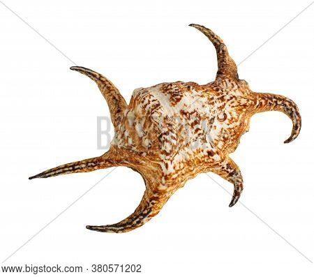 Sea Shell Isolated On A White Background. Lambis Is A Genus Of Large Sea Snails Sometimes Known As S