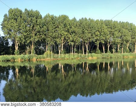 Trees Reflecting In Channel The 'hoge Vaart' In The Dutch City Of Almere.