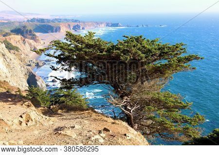 Cypress Tree On A Bluff Overlooking The Pacific Ocean And The Central California Coast Taken In Big 