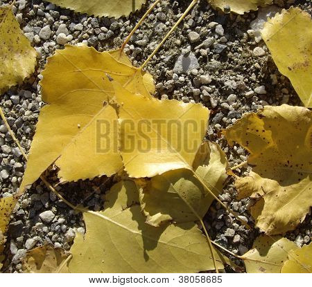 Yellow Leaves Of A Birch