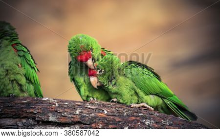 The Cordilleran Parakeet Psittacara Frontatus Portrait In The Afternoon Light. South American Parrot