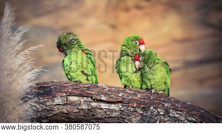 The Cordilleran Parakeet Psittacara Frontatus Portrait In The Afternoon Light. South American Parrot