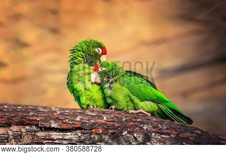The Cordilleran Parakeet Psittacara Frontatus Portrait In The Afternoon Light. South American Parrot