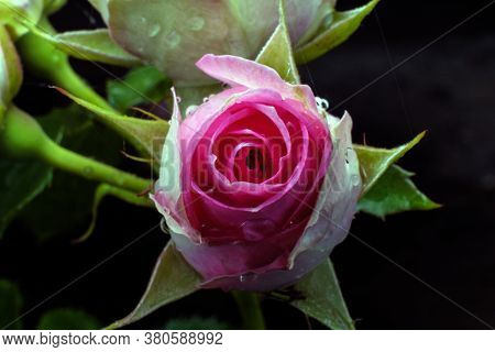a pink rose Bud on a branch, a beautiful flower blooming on a green branch with leaves.
