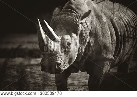 Ceratotherium Simum Cottoni, Diceros Bicornis Michaeli, White Rhino