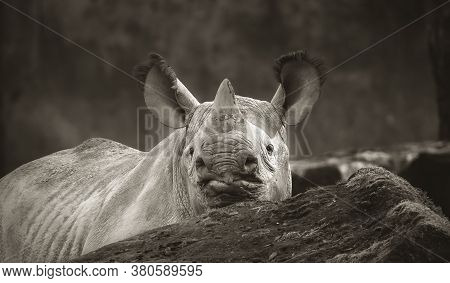 Ceratotherium Simum Cottoni, Diceros Bicornis Michaeli, White Rhino