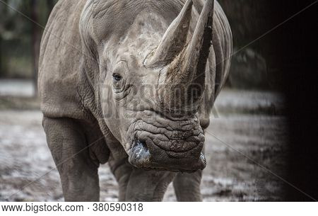 Ehite Rhino Are Critically Endangered Speciesand Rare Animals.