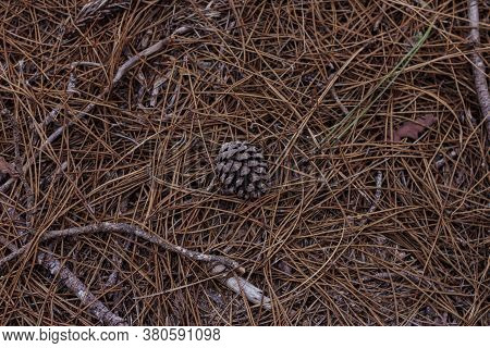 Dry Pine Cones On The Floor In The Forest, Among Pine Needles.