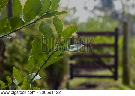 Green Tree Branch Close Up With Green Leaves With Copy Space. Blurred Background