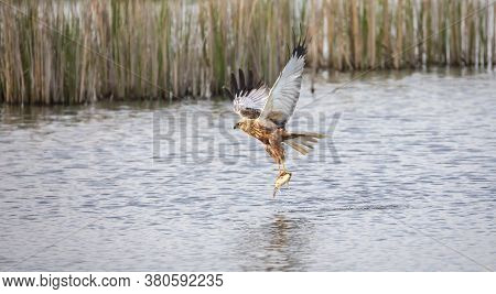 The Predator Catches Fish Above The Surface
