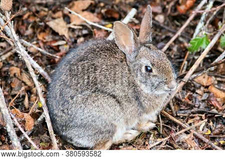 Desert Cottontail Rabbit On Alert. San Mateo County, California, Usa.