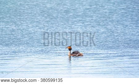 The Waterfowl Bird Great Crested Grebe Swimming In The Calm Lake. The Great Crested Grebe, Podiceps 