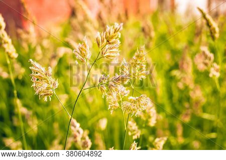 Phalaris Arundinacea Or Canary Cane Herb. Field In The Rays Of The Summer Sunset