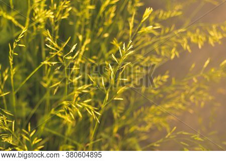 Phalaris Arundinacea Or Canary Cane Herb. Field In The Rays Of The Summer Sunset