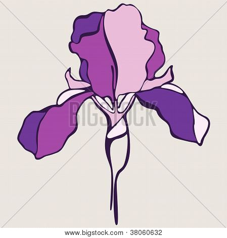 Dekoratív vektor írisz virág a fehér háttér
