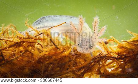Danube Crested Newt Larva Swimming In Swamp From Close Up.