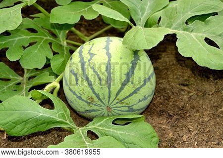 A Young Small Watermelon In A Farmer's Field. Summer Organic Harvest Of Watermelons On The Plantatio