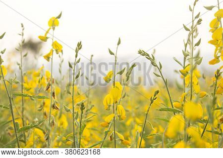 Sunn Hemp Or Chanvre Indien, Legume Yellow Flowers That Bloom In A Farmer's Field In The Evening At 