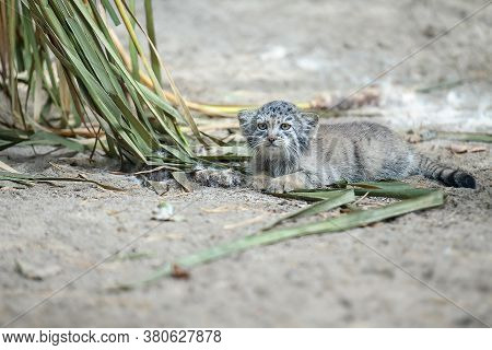 Pallas's Cat (otocolobus Manul). Manul Is Living In The Grasslands And Montane Steppes Of Central As