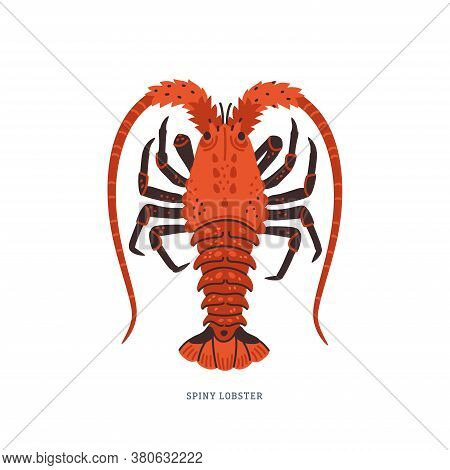 Spiny Lobster, Langouste Or Lobster With Long Antennae And Without Claws.