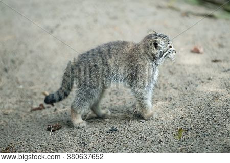 Pallas's Cat (otocolobus Manul). Manul Is Living In The Grasslands And Montane Steppes Of Central As