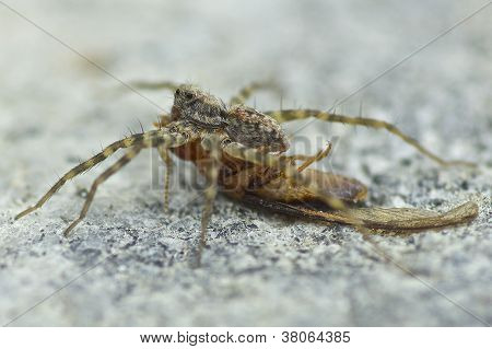 Wolf Spider