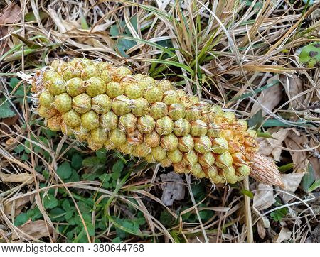 Close Up Shot Of Pinus Roxburghii Male Cone Which Has Fallen In The Jungle Of North India