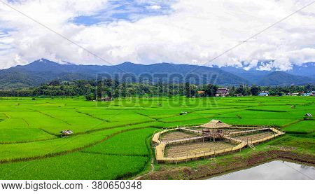 Green Rice Fields And Fog In The Morning During Rainy Season In Pua District, Nan Province, Thailand