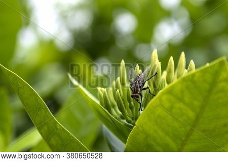 House Fly, Fly, House Fly On Leaf