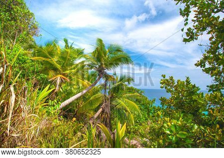 Beautiful Scenery View Of The Indian Ocean Through The Tropical Vegetation