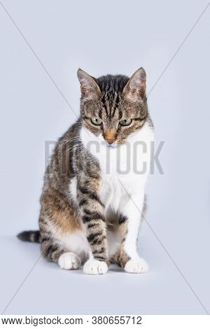 Full Length Portrait Of Pensive Gray Striped Cat Looking Down Thoughtful Isolated Over Grey Wall Wit