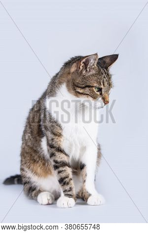Full Length Portrait Of Pensive Gray Striped Cat Looking Down Thoughtful Isolated Over Grey Wall Wit