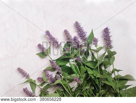 Flowers Of The Medicinal Plant Lofant Aniseed