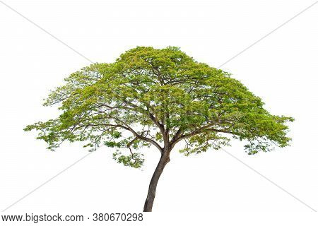 Large Chamchuri Tree With Green Leaves On A White Background