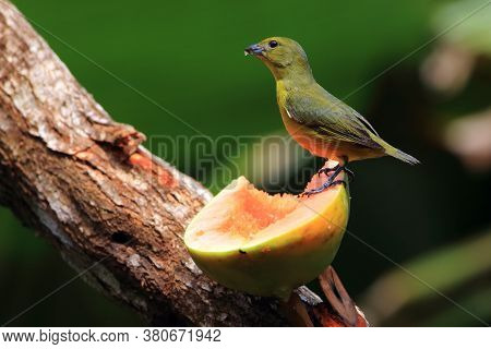 Female Of The Violaceous Euphonia (euphonia Violacea) Feeding On Papaya